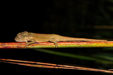 A beautiful Midlands Dwarf Chameleon Complex (Complex Bradypodion melanocephalum) displaying its...