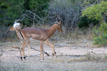 An impala male during the rutting season