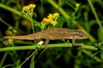 A beautiful Midlands Dwarf Chameleon Complex (Complex Bradypodion melanocephalum) displaying its camouflage on a wet evening in KwaZulu-Natal, South Africa