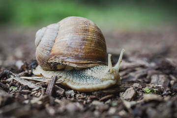 Weinbergschnecke, Schnecke