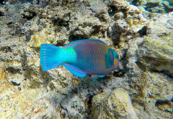 Coral reef in the sea