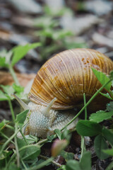 Weinbergschnecke, Schnecke