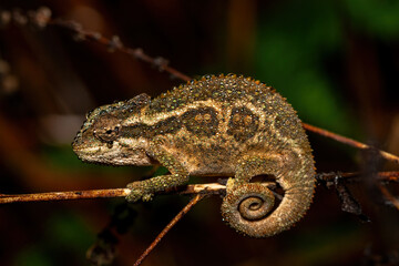 A beautiful Midlands Dwarf Chameleon Complex (Complex Bradypodion melanocephalum) displaying its...