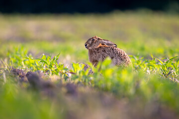 Wild rabbit in the agriculture field