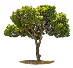 Pine tree on white background