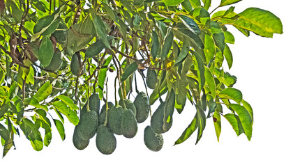 Close up of avocado isolated on white background
