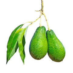 Close up of avocado isolated on white background