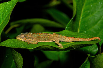 A beautiful Midlands Dwarf Chameleon Complex (Complex Bradypodion melanocephalum) displaying its...