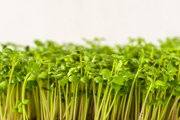 Close up of fresh green broccoli microgreen plant with many bright sprout. Healthy eating and...