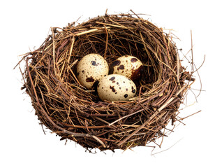 Obraz premium A bird's nest made of twigs containing three speckled eggs with dark brown spots.