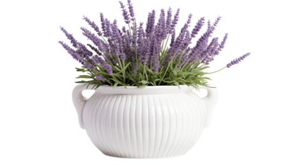 Lavender flowers in a white ornate pot with handles on a black background