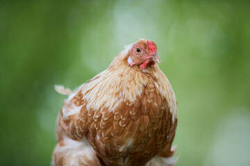 A curious brown hen looks directly at the camera. This close-up portrait features the chicken against a soft, out-of-focus lush green background, highlighting its detailed feathers and red comb.