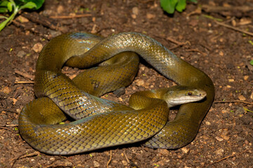 A beautiful olive snake (Lycodonomorphus inornatus) in the wild in KwaZulu-Natal, South Africa