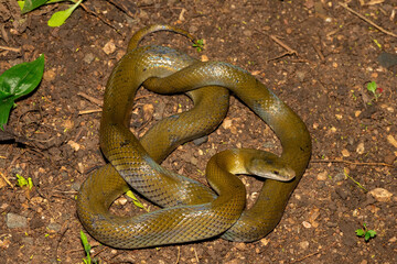 Obraz premium A beautiful olive snake (Lycodonomorphus inornatus) in the wild in KwaZulu-Natal, South Africa