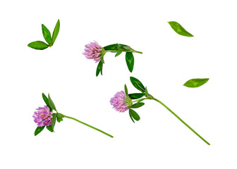 Clover flowers isolated on a white background, contour