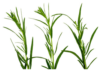 Branches of tarragon isolated on a white background, contour