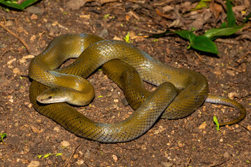 A beautiful olive snake (Lycodonomorphus inornatus) in the wild in KwaZulu-Natal, South Africa