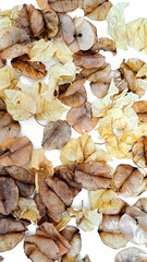 Beautiful dry leaves that fall in autumn