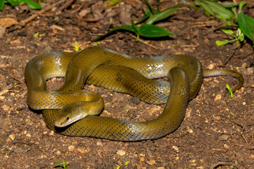 A beautiful olive snake (Lycodonomorphus inornatus) in the wild in KwaZulu-Natal, South Africa