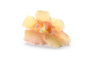 Beautiful beige edible flower on white background