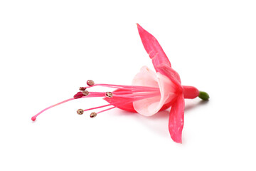 Naklejka premium Beautiful pink edible flower on white background