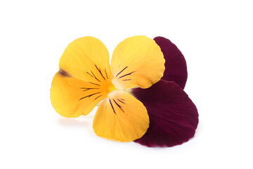 Beautiful colorful edible flower on white background