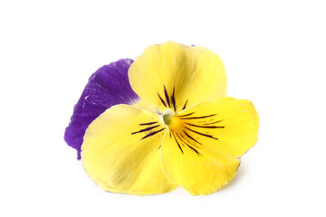 Beautiful colorful edible flower on white background