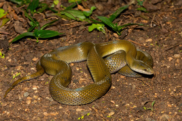 A beautiful olive snake (Lycodonomorphus inornatus) in the wild in KwaZulu-Natal, South Africa