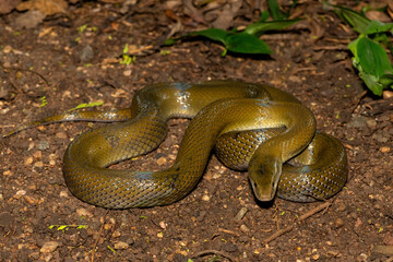 A beautiful olive snake (Lycodonomorphus inornatus) in the wild in KwaZulu-Natal, South Africa