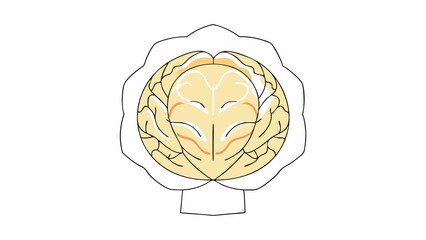 Stylized Illustration of the Human Brain
