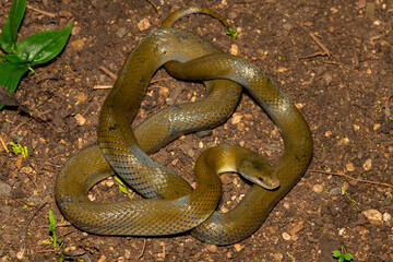 A beautiful olive snake (Lycodonomorphus inornatus) in the wild in KwaZulu-Natal, South Africa