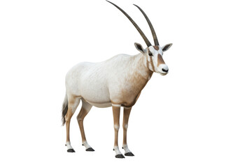 Isolated Arabian Oryx Standing in The Desert