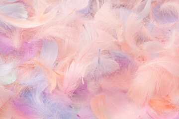Colorful feather background, top view.