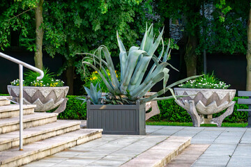 Large agave plant in a decorative planter placed on a stone terrace. In the background, concrete steps, geometric flower pots, a bench, and lush greenery create an elegant garden setting.