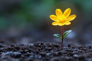 Close-up of a single, vibrant yellow flower emerging from dark soil, set against a blurred, natural background, showcasing growth and new life