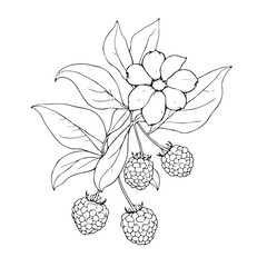 Raspberry Branch with Flowers and Berries