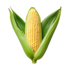 Fresh Sweet Corn Cob with Green Husk Isolated on White Background for Culinary and Agricultural Use Transparent background or png