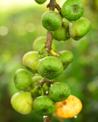 Ficus hispida or luwingan fruits