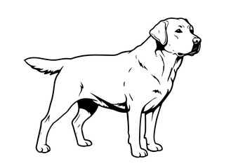 Fototapeta premium labrador, stencil, pet, drawing, outline, art, animal, symbol, vector, illustration, silhouette, domestic, monochrome, graphic, black, black dog, standing, dog drawing, dog logo, game, isolated, puppy