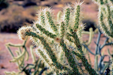 Cholla cactus, Sonora Desert, Mid Spring