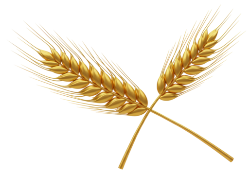 Isolated Two Golden Wheat Stalks Crossed