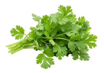 Isolated Fresh Cilantro Bunch of Green Herbs