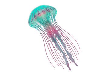Isolated Translucent Jellyfish with Pink Tentacles Aquatic Life