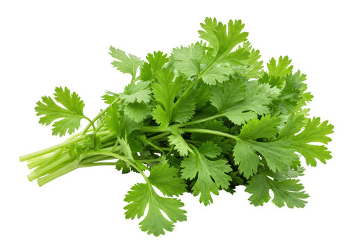Isolated Fresh Cilantro Bunch of Green Herbs