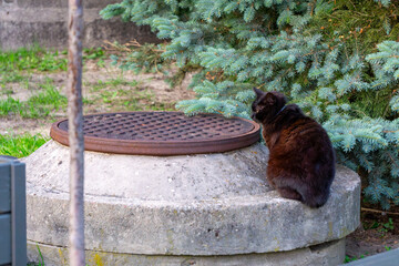 black cat sitting on a concrete manhole cover, next to a tree and green spruce branches