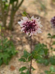 dahlia mauve