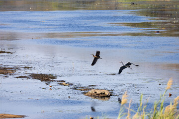 A blue heron chasing a purple heron over a waterhole