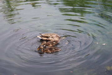 close-up profile two Mallard ducklings, mother float on placid waters of shallow pond in summer