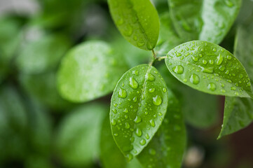 Green Leaves Water Droplets Macro