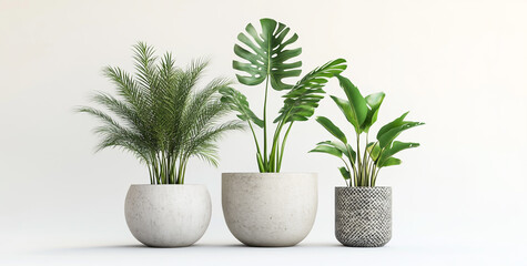 Obraz premium Tropical Potted Plants – 3D Render on White